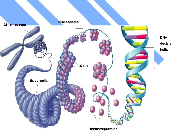 Nucleosome Chromosome DNA double helix Coils Supercoils Histones/proteins 