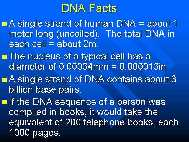 DNA Facts n. A single strand of human DNA = about 1 meter long