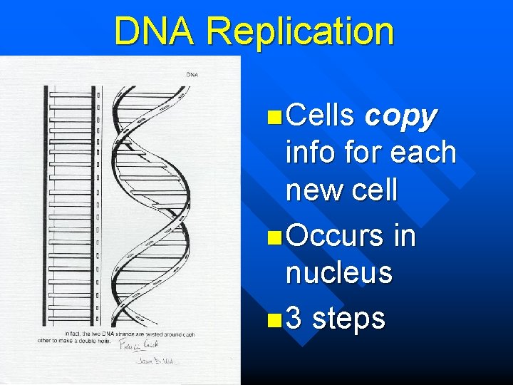 DNA Replication n Cells copy info for each new cell n Occurs in nucleus