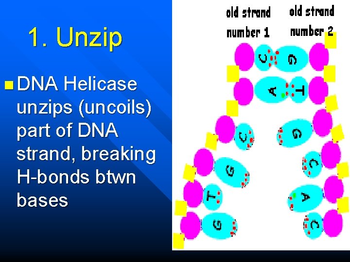 1. Unzip n DNA Helicase unzips (uncoils) part of DNA strand, breaking H-bonds btwn