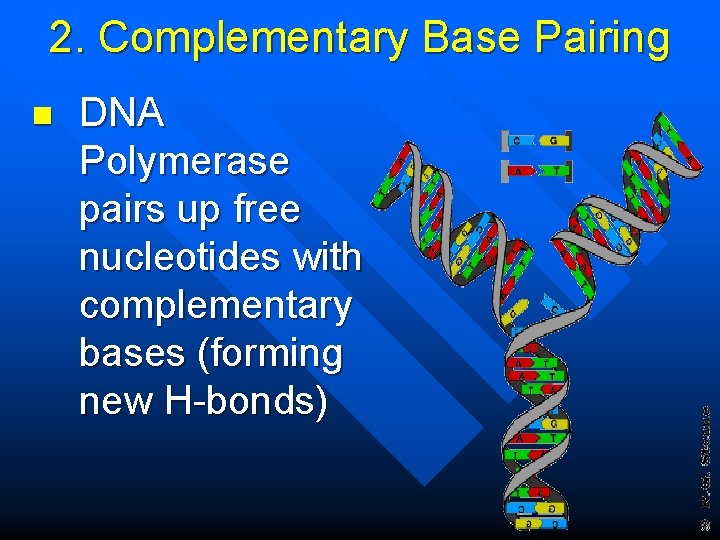 2. Complementary Base Pairing n DNA Polymerase pairs up free nucleotides with complementary bases