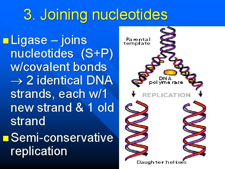 3. Joining nucleotides n Ligase – joins nucleotides (S+P) w/covalent bonds 2 identical DNA