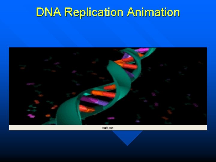 DNA Replication Animation 