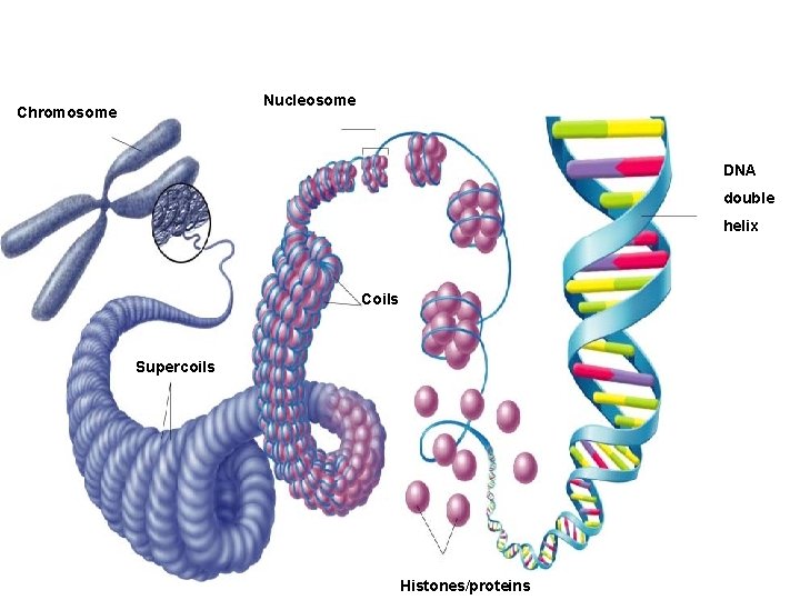 Nucleosome Chromosome DNA double helix Coils Supercoils Histones/proteins 