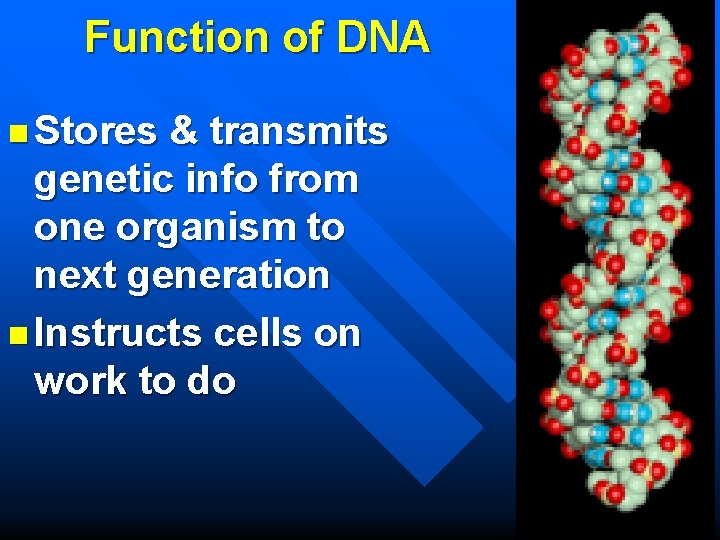 Function of DNA n Stores & transmits genetic info from one organism to next