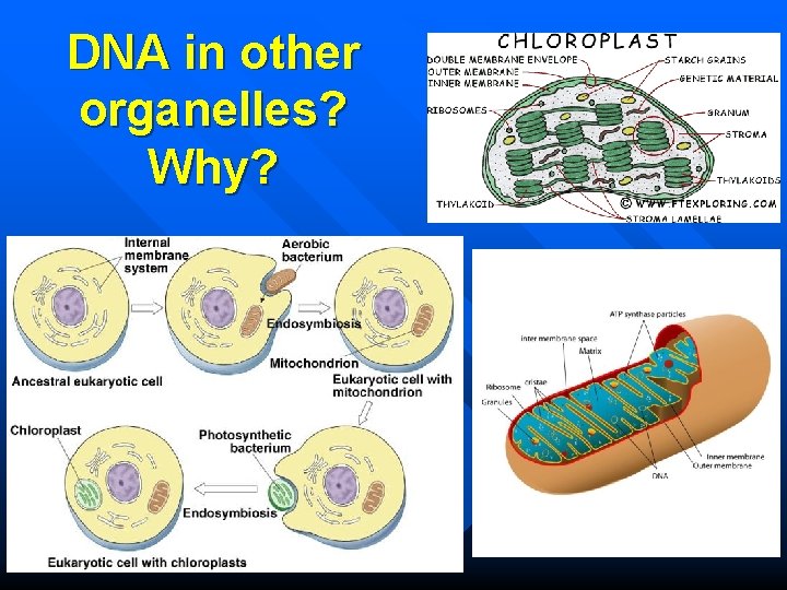 DNA in other organelles? Why? 