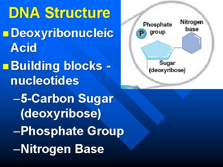 DNA Structure n Deoxyribonucleic Acid n Building blocks nucleotides – 5 -Carbon Sugar (deoxyribose)