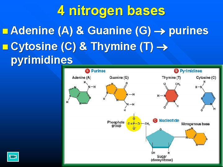 4 nitrogen bases (A) & Guanine (G) purines n Cytosine (C) & Thymine (T)