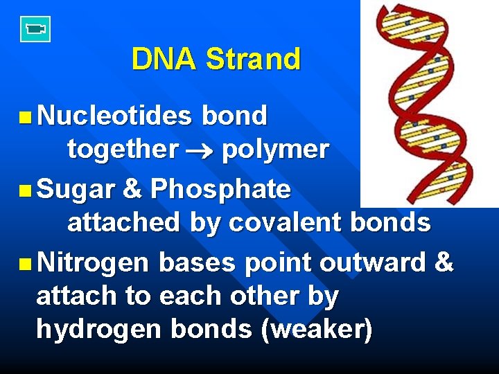 DNA Strand n Nucleotides bond together polymer n Sugar & Phosphate attached by covalent