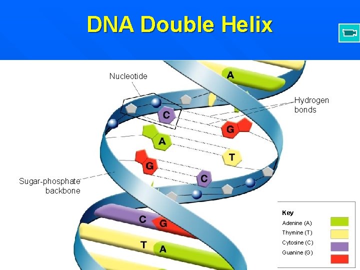 DNA Double Helix Nucleotide Hydrogen bonds Sugar-phosphate backbone Key Adenine (A) Thymine (T) Cytosine