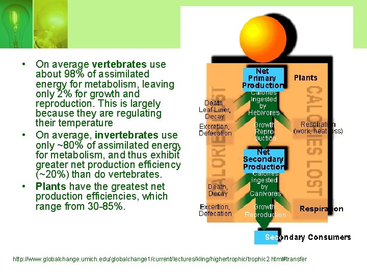  • On average vertebrates use about 98% of assimilated energy for metabolism, leaving