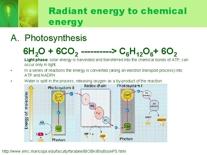 Radiant energy to chemical energy A. Photosynthesis 6 H 2 O + 6 CO