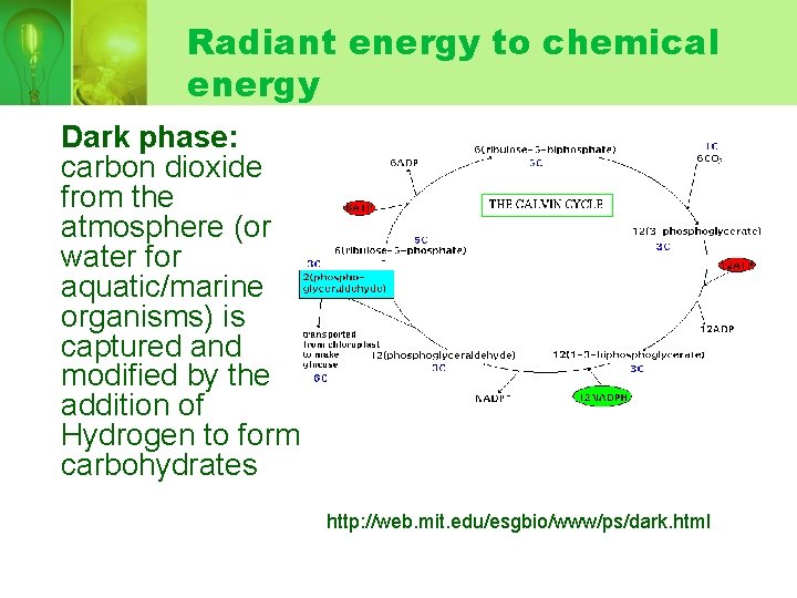 Radiant energy to chemical energy Dark phase: carbon dioxide from the atmosphere (or water