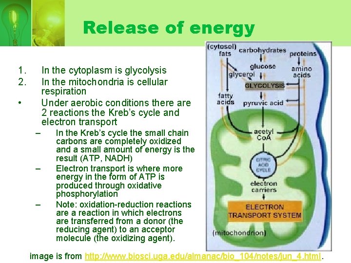 Release of energy 1. 2. In the cytoplasm is glycolysis In the mitochondria is