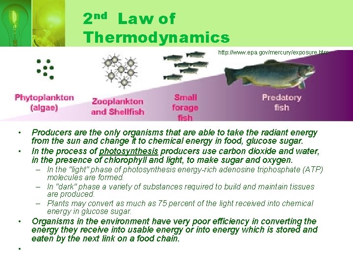 2 nd Law of Thermodynamics http: //www. epa. gov/mercury/exposure. htm • • Producers are