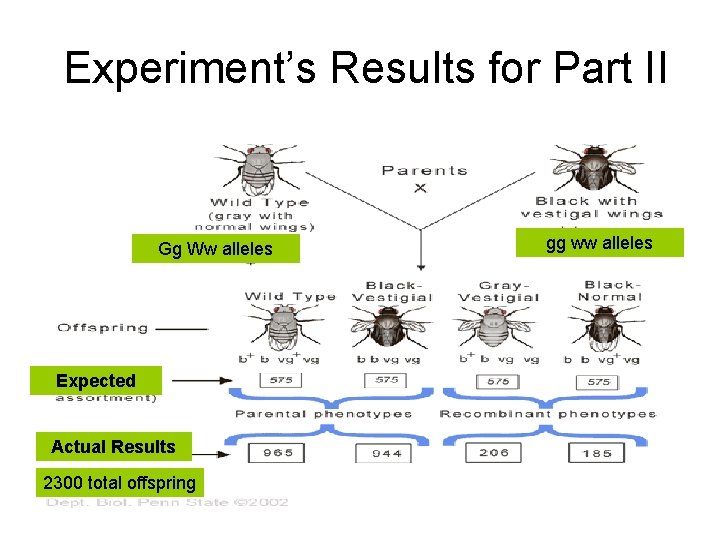  Experiment’s Results for Part II Gg Ww alleles Expected Actual Results 2300 total