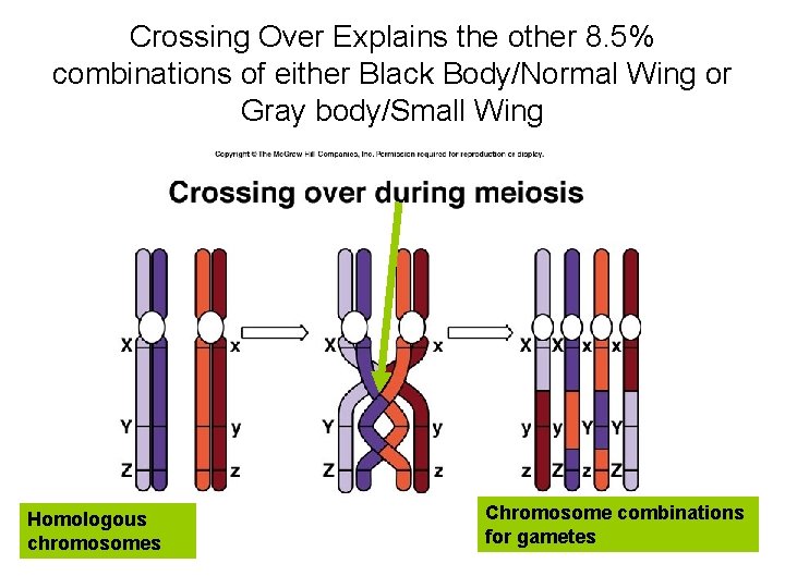 Crossing Over Explains the other 8. 5% combinations of either Black Body/Normal Wing or