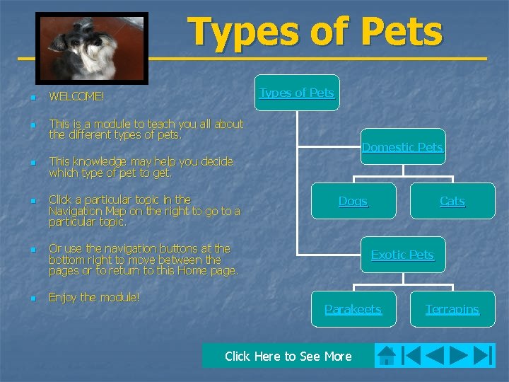 Types of Pets n WELCOME! n This is a module to teach you all