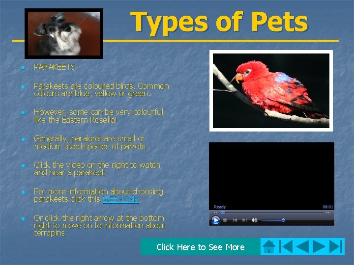 Types of Pets n PARAKEETS n Parakeets are coloured birds. Common colours are blue,