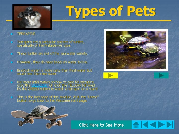 Types of Pets n TERRAPINS n Terrapins are a particular species of turtles, specifically