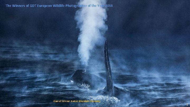 The Winners of GDT European Wildlife Photographer of the Year 2016 Overall Winner Audun