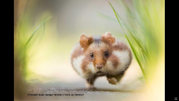 Christoph Kaula: Hastiger Hamster / Hurry up, hamster! 12 