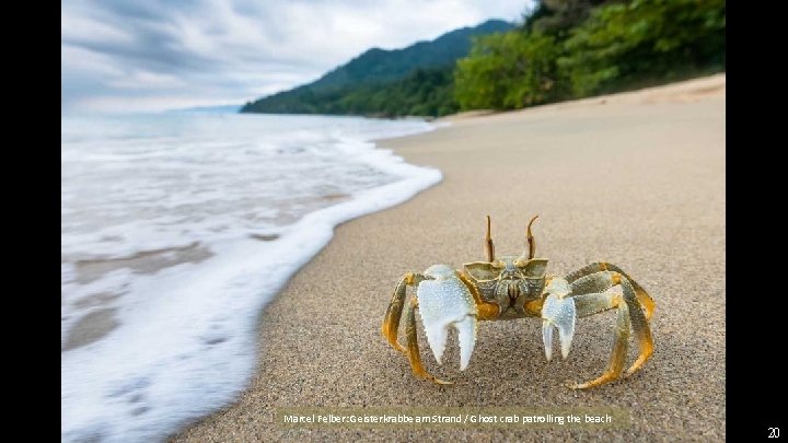 Marcel Felber: Geisterkrabbe am Strand / Ghost crab patrolling the beach 20 