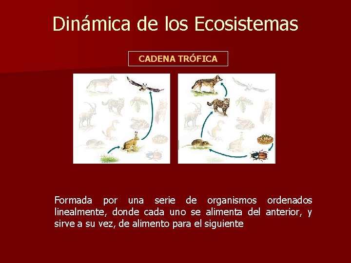 Dinámica de los Ecosistemas CADENA TRÓFICA Formada por una serie de organismos ordenados linealmente,