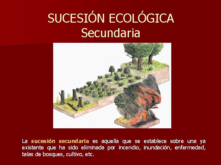 SUCESIÓN ECOLÓGICA Secundaria La sucesión secundaria es aquella que se establece sobre una ya