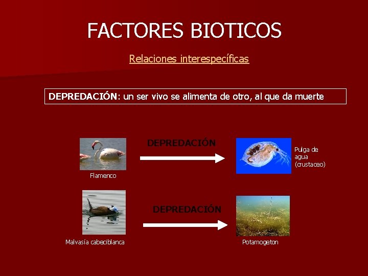 FACTORES BIOTICOS Relaciones interespecíficas DEPREDACIÓN: un ser vivo se alimenta de otro, al que