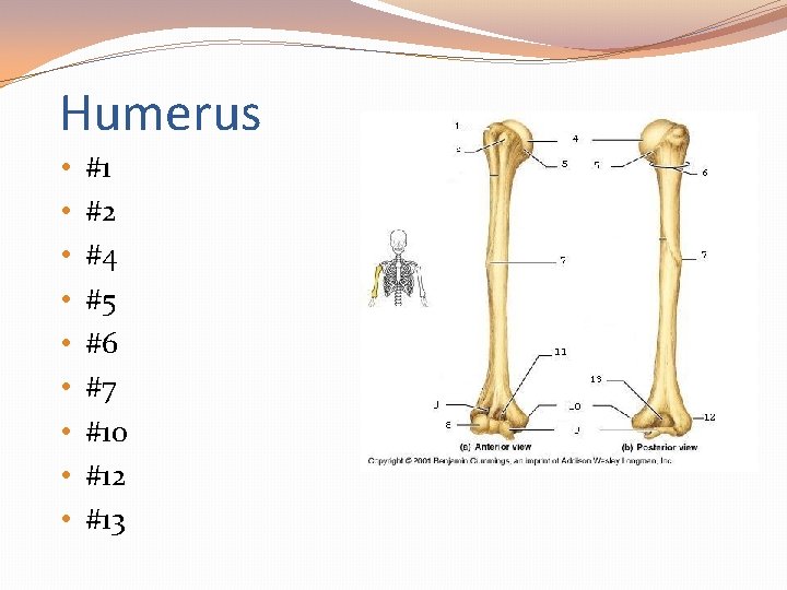 Humerus • • • #1 #2 #4 #5 #6 #7 #10 #12 #13 