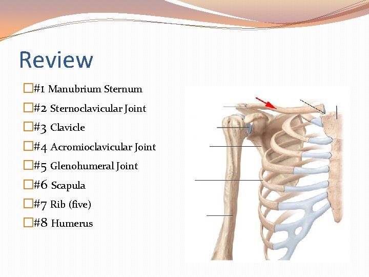 Review �#1 Manubrium Sternum �#2 Sternoclavicular Joint �#3 Clavicle �#4 Acromioclavicular Joint �#5 Glenohumeral