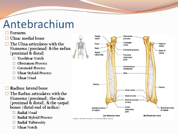 Antebrachium � Forearm � Ulna: medial bone � The Ulna articulates with the Humerus