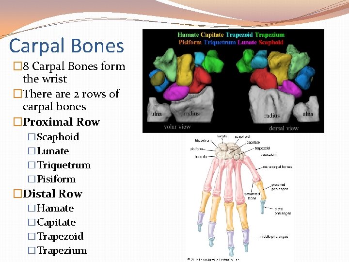 Carpal Bones � 8 Carpal Bones form the wrist �There are 2 rows of