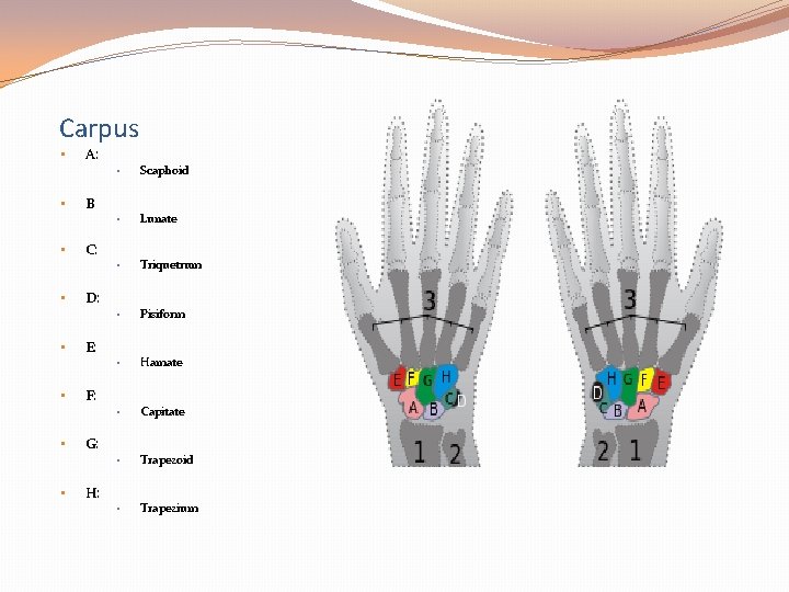 Carpus • • A: • Scaphoid • Lunate • Triquetrum • Pisiform • Hamate