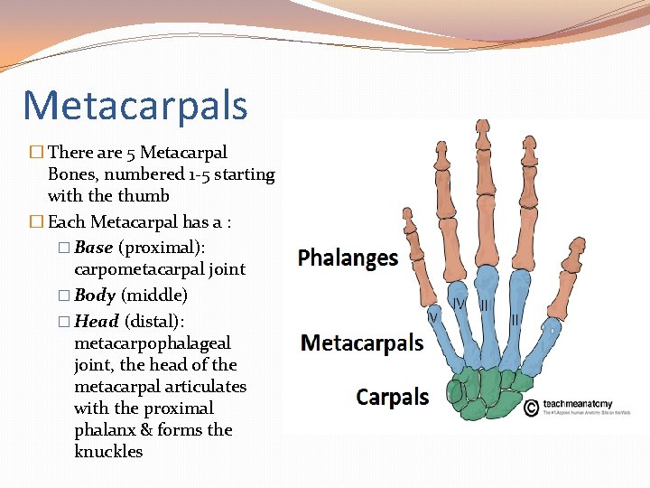 Metacarpals � There are 5 Metacarpal Bones, numbered 1 -5 starting with the thumb