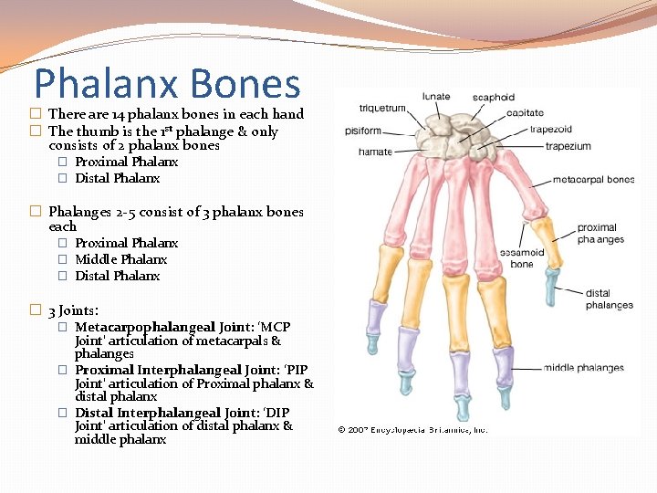 Phalanx Bones � There are 14 phalanx bones in each hand � The thumb