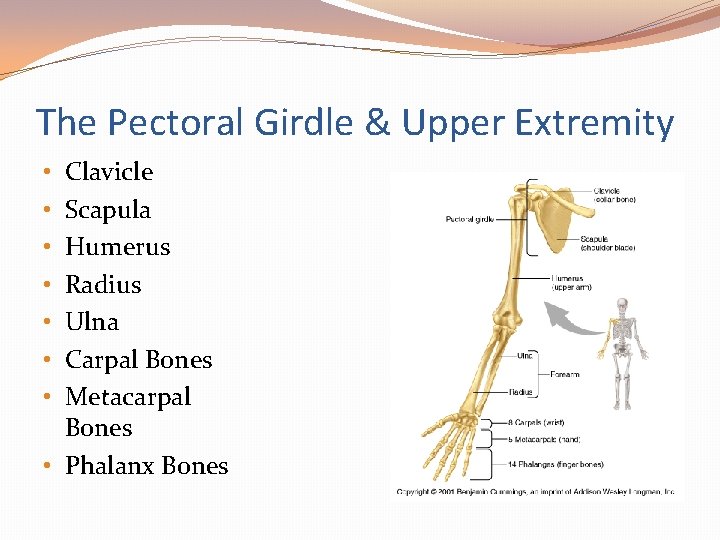 The Pectoral Girdle & Upper Extremity Clavicle Scapula Humerus Radius Ulna Carpal Bones Metacarpal