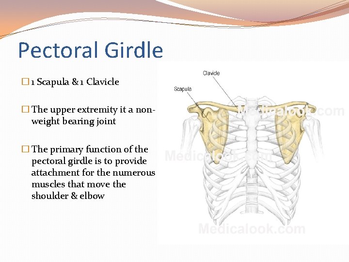 Pectoral Girdle � 1 Scapula & 1 Clavicle � The upper extremity it a
