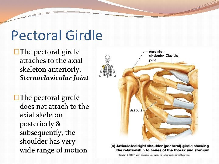 Pectoral Girdle �The pectoral girdle attaches to the axial skeleton anteriorly: Sternoclavicular Joint �The