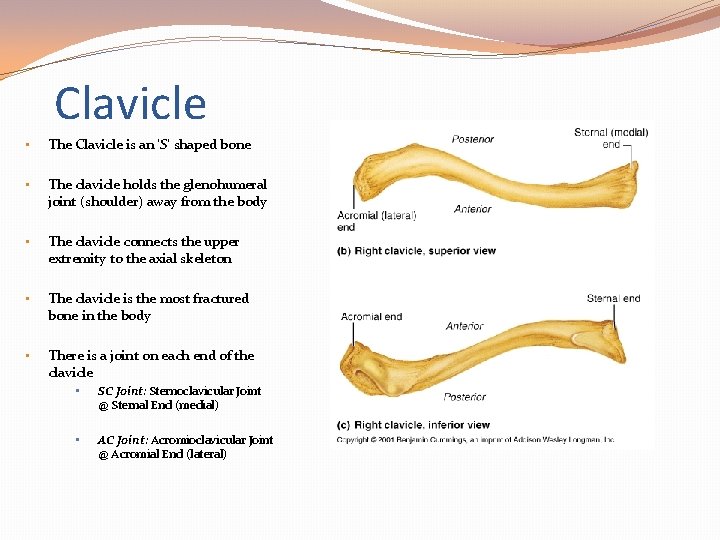 Clavicle • The Clavicle is an ‘S’ shaped bone • The clavicle holds the