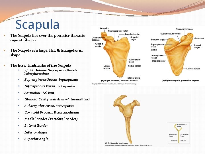Scapula • The Scapula lies over the posterior thoracic cage at ribs 2 -7