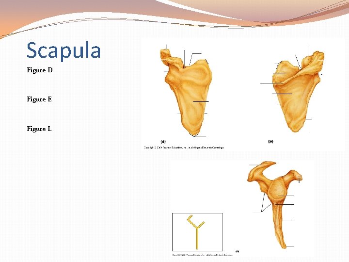 Scapula Figure D Figure E Figure L 