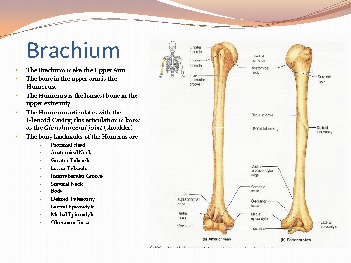 Brachium • • • The Brachium is aka the Upper Arm The bone in