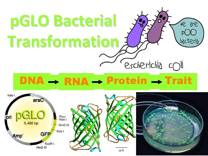 p. GLO Bacterial Transformation DNA RNA Protein Trait 