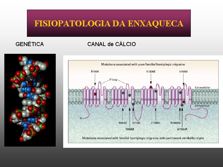 FISIOPATOLOGIA DA ENXAQUECA GENÉTICA CANAL de CÁLCIO 