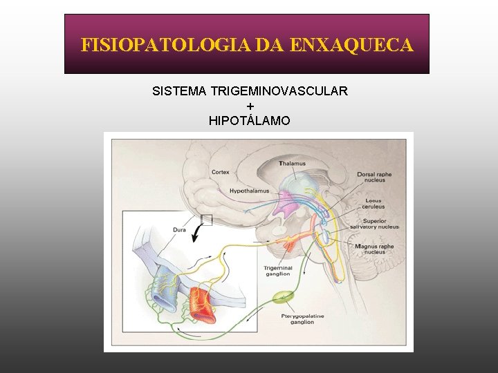 FISIOPATOLOGIA DA ENXAQUECA SISTEMA TRIGEMINOVASCULAR + HIPOTÁLAMO 
