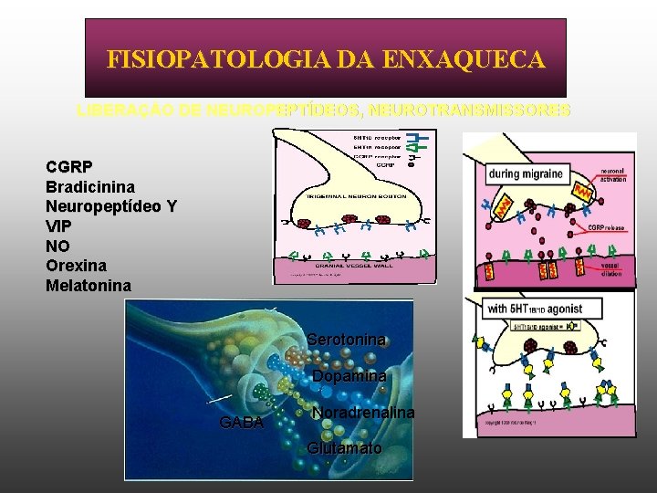 FISIOPATOLOGIA DA ENXAQUECA LIBERAÇ O DE NEUROPEPTÍDEOS, NEUROTRANSMISSORES CGRP Bradicinina Neuropeptídeo Y VIP NO