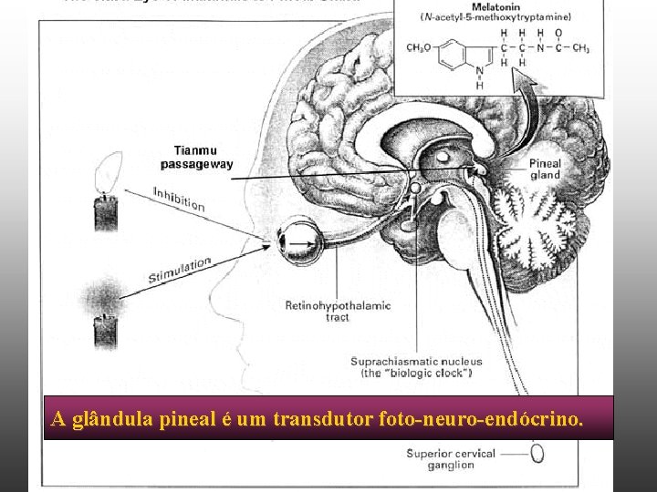 A glândula pineal é um transdutor foto-neuro-endócrino. 