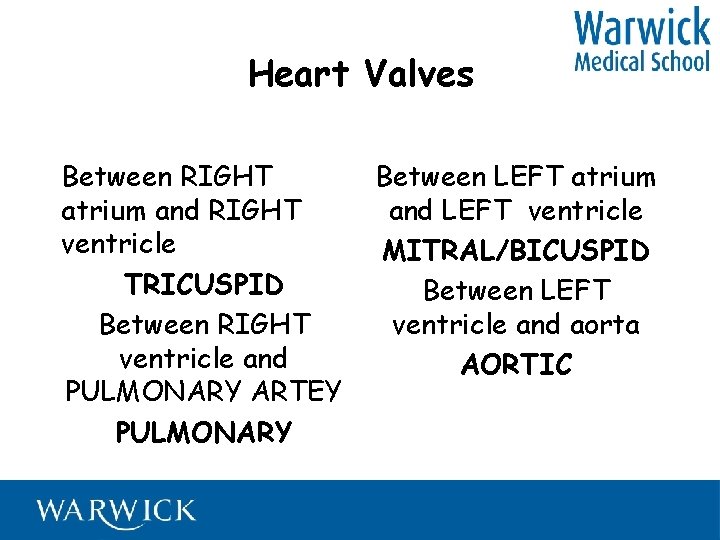 Heart Valves Between RIGHT atrium and RIGHT ventricle TRICUSPID Between RIGHT ventricle and PULMONARY